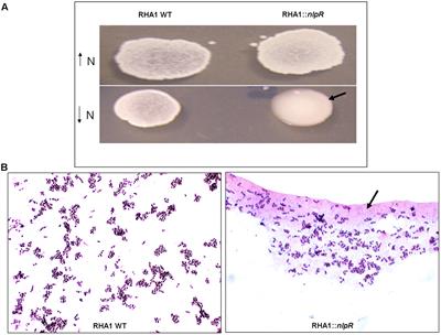 Carbon Allocation in <mark class="highlighted">Rhodococcus jostii RHA1</mark> in Response to Disruption and Overexpression of nlpR Regulatory Gene, Based on 13C-labeling Analysis